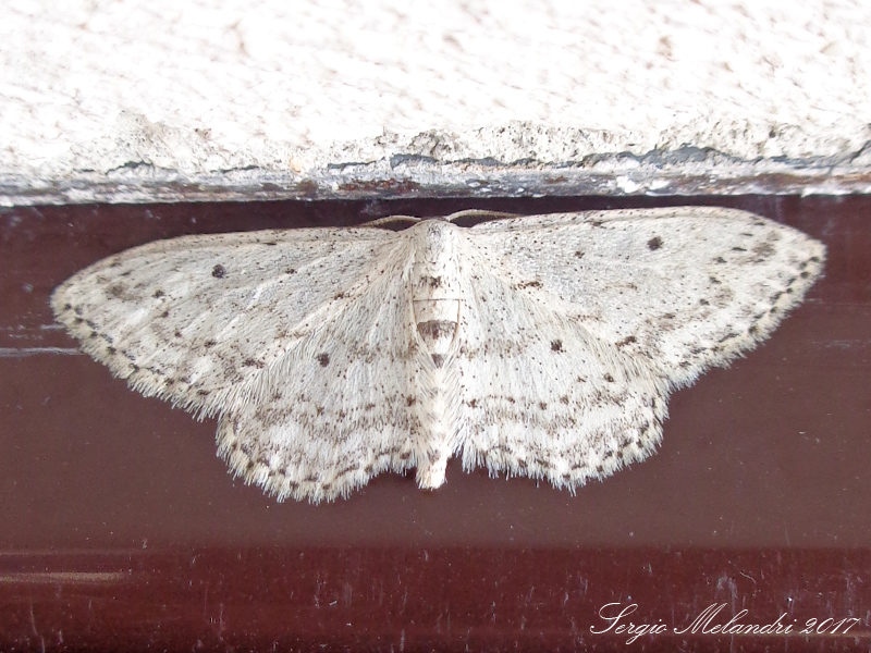 Geometridae da ID - Idaea seriata